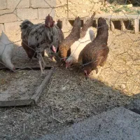 مرغ|حیوانات مزرعه|سیدان, |دیوار