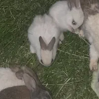 خرگوش خوشگل بامزه بازی گوش