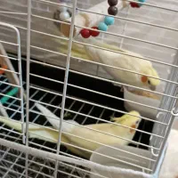 سه عددعروس هلندی