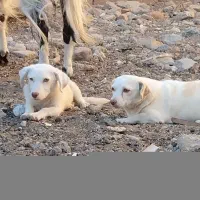 سگ پاکوتاه نرو ماده
