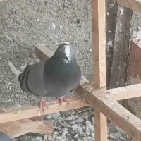 کبوتر تهرانی