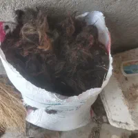 پشم بره