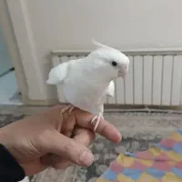 عروس هلندی جفت آلبینو با قفس