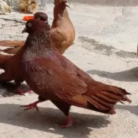 ۹ تا سرخ