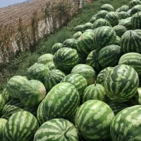 هندوانه درجه یک