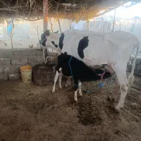 گاو با گوساله ماده