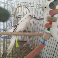 عروس هلندی