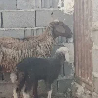 میش و بره