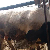 گوساله پرواری سیمینتال