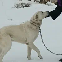 سگ نر