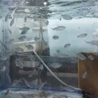 فروش تترا کاستا گله ای  عمده و جزئی