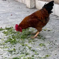 مرغ وخروس بوغلمون