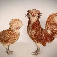 تخم مرغ نطفه دار لهستانی