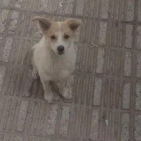 سگ اشپیتز و پامر