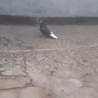 کبوتر زاغ دم سفید نر
