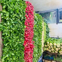 شاگرد سبزی فروش