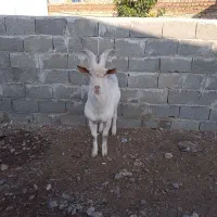 یک عدد تکه سانان قیمت25000000تومان