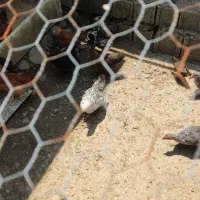 قوغاز،جوجه،خروس