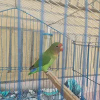طوطی برزییلی نر