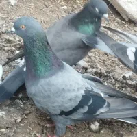 کبوتر