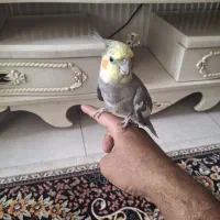 عروس آوازه خون معاوضه  تفن پادی مینا به کارم بیاد