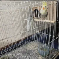دو عدد عروس هلندی با قفس و امکاناتش