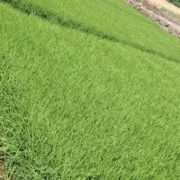 بذری شالی  فجر صدو بیست روزه و هاشمی