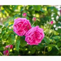 گلاب خالص درجه یک