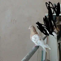 کبوتر