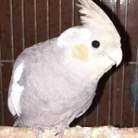 عروس هلندی