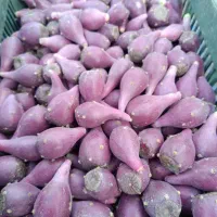 میوه کاکتوس اوپونتیا