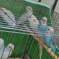 مرغ عشق