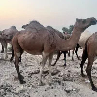 شتر