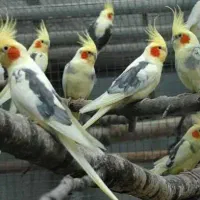 عروس هلندی پیدا شده