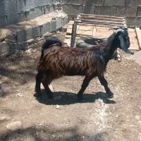کهر