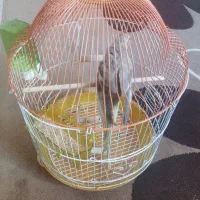 قفس بدون پرنده
