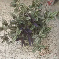 گل برگ بیدی و گندمی