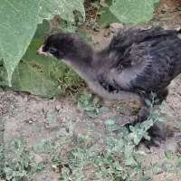جوجه برهما