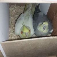 عروس هلندی فروشی