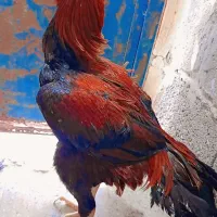 خروس