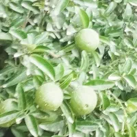 فروش-منزل-مسکونی-زیر-قیمت-کارشناسی