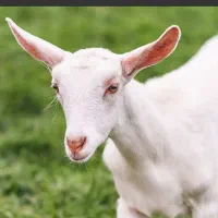 بز سانن