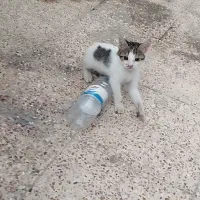 گربه + هدیه