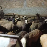 گوسفند داشی افشاری جوان و سالم