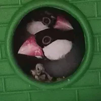 فنچ نرگسی