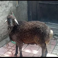 گوسفند زنده جهت قربانی موجود میباشد