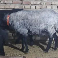 گوسفند،قوچ