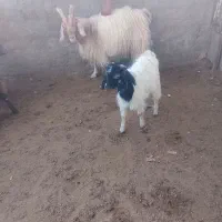 بزبابرغاله نر