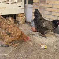 یکی خروس براکلی سیلور و سه عدد مرغ محلی