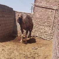 فروش شتر بلون نر